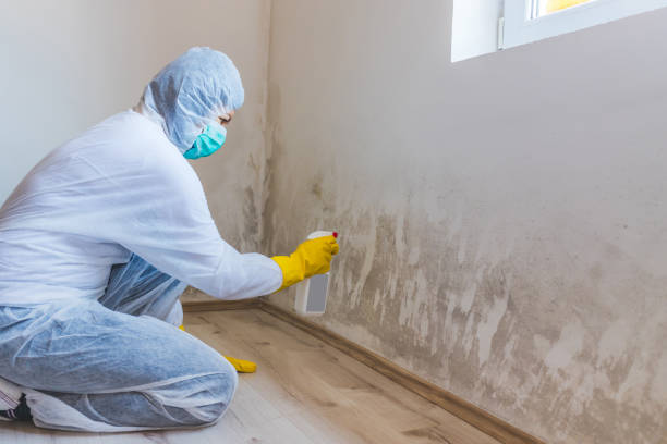 Black mold inspection in Arlington