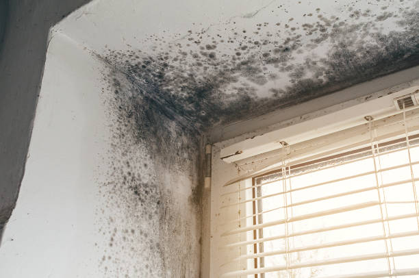 Mold Removal service in Arlington